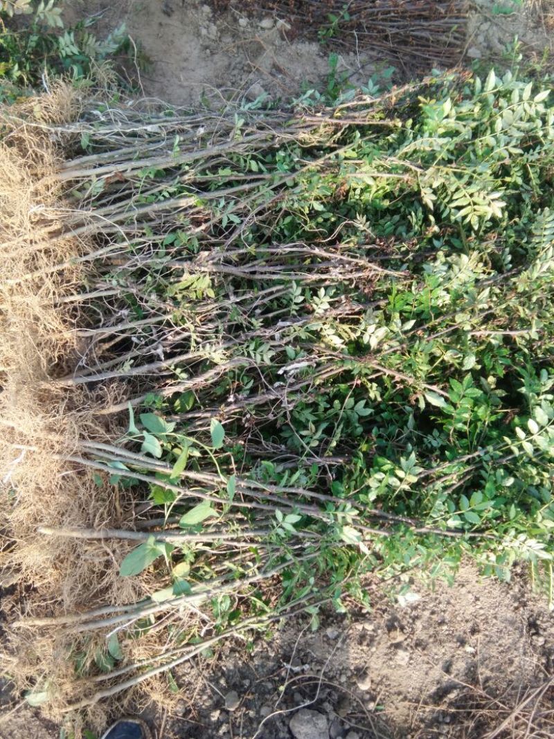 花椒苗0.5~1年