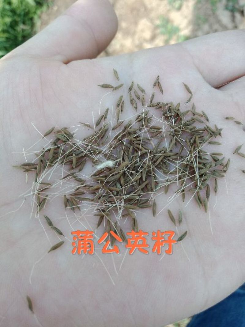 蒲公英籽