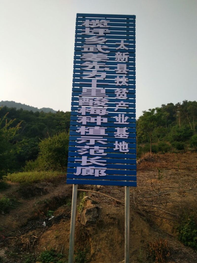 酸梅2cm以上