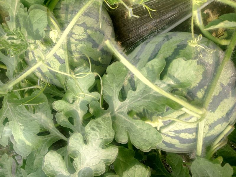 西瓜5斤打底9成熟1茬