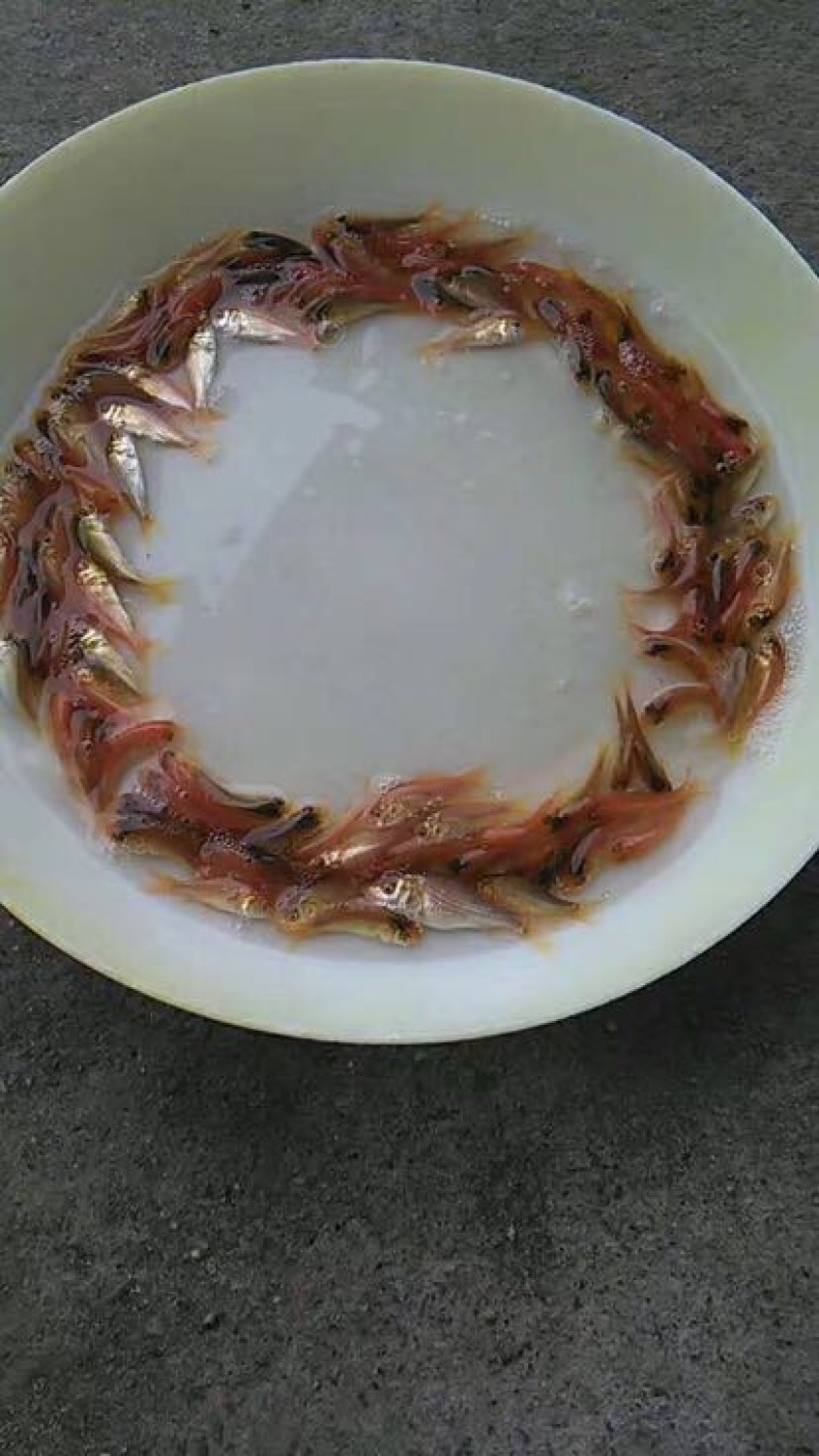 红鲤鱼苗人工养殖