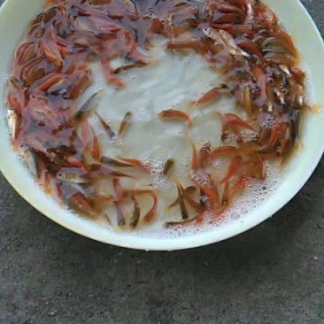 红鲤鱼苗人工养殖