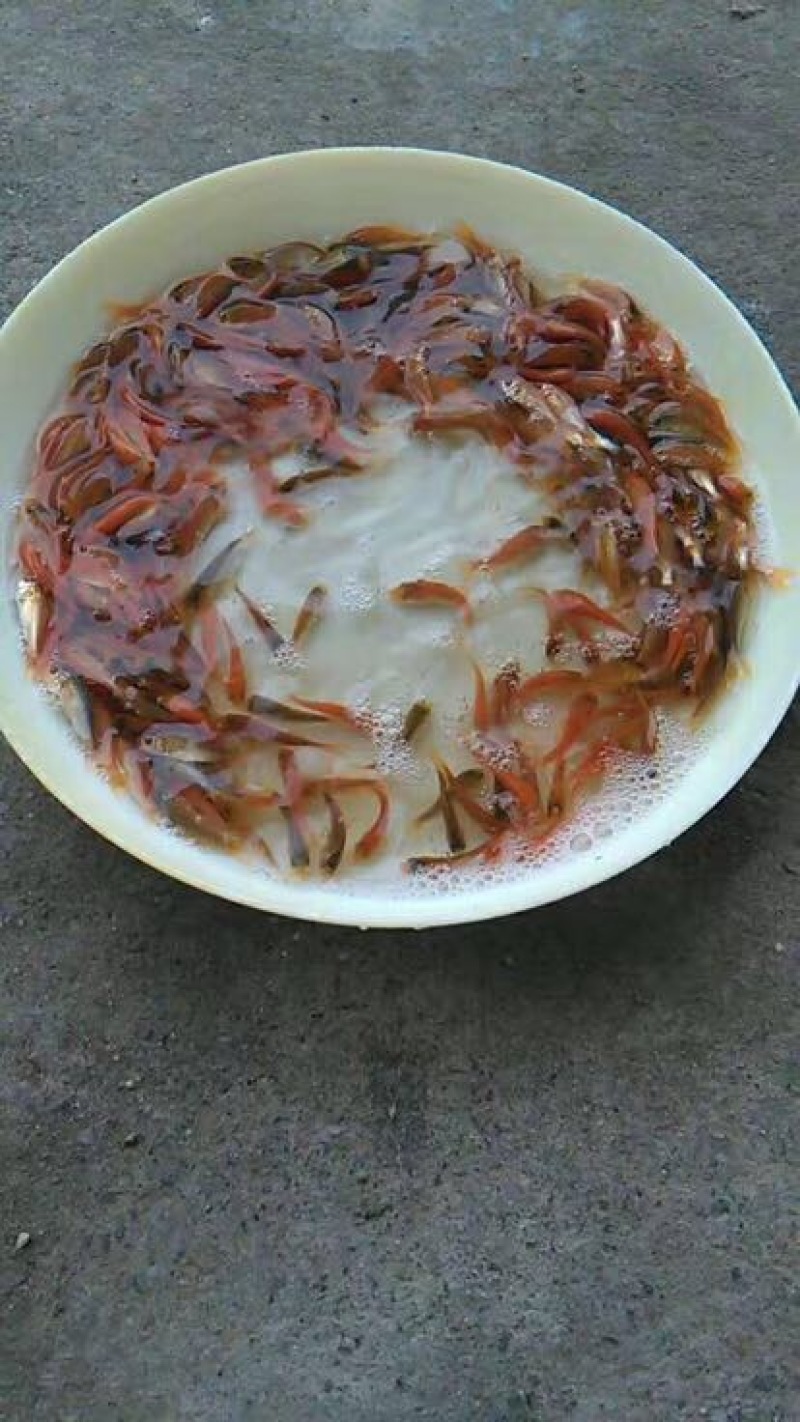 红鲤鱼苗人工养殖
