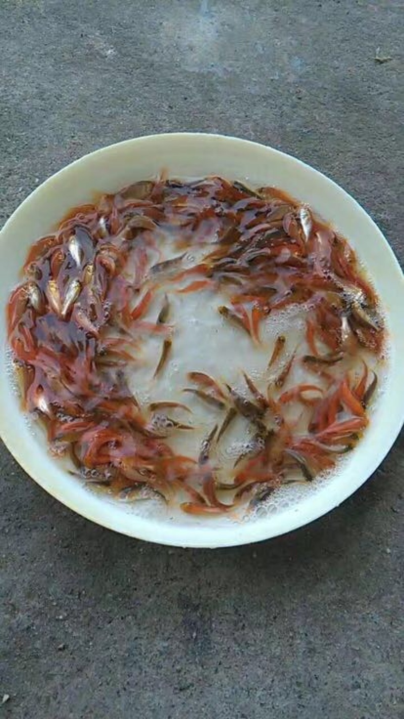 红鲤鱼苗人工养殖