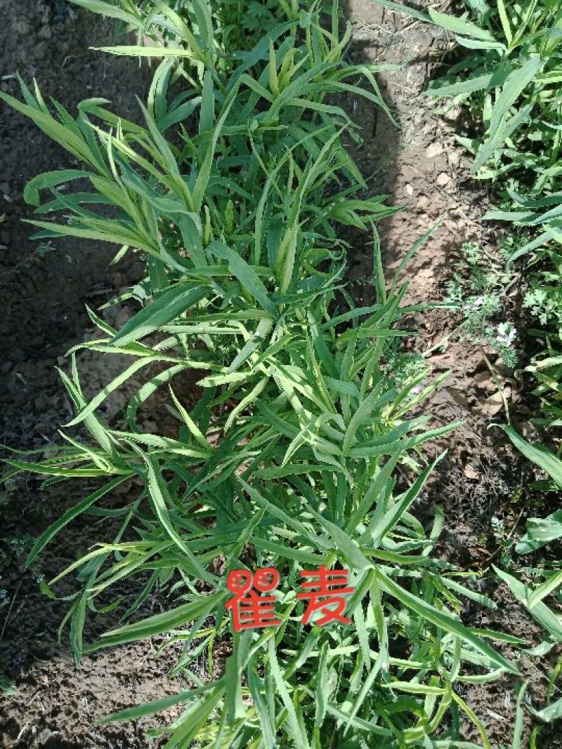 瞿麦