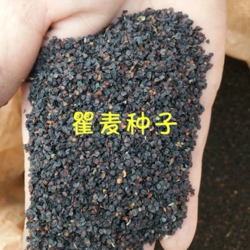 瞿麦