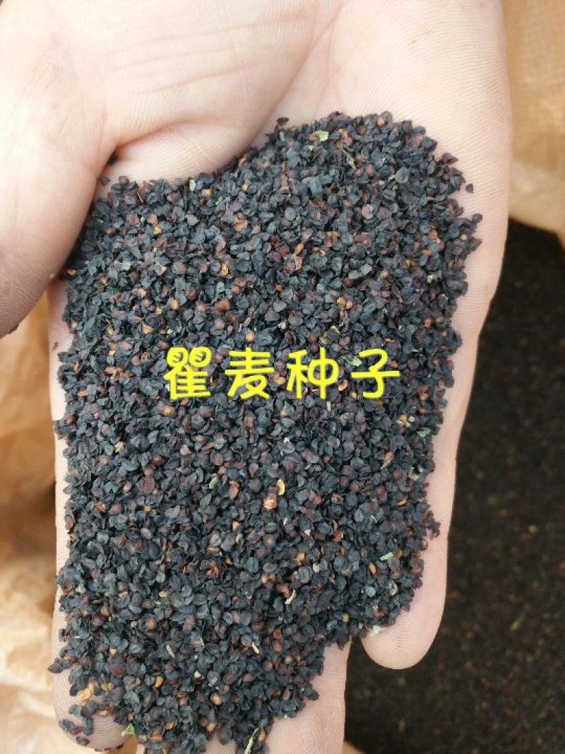 瞿麦