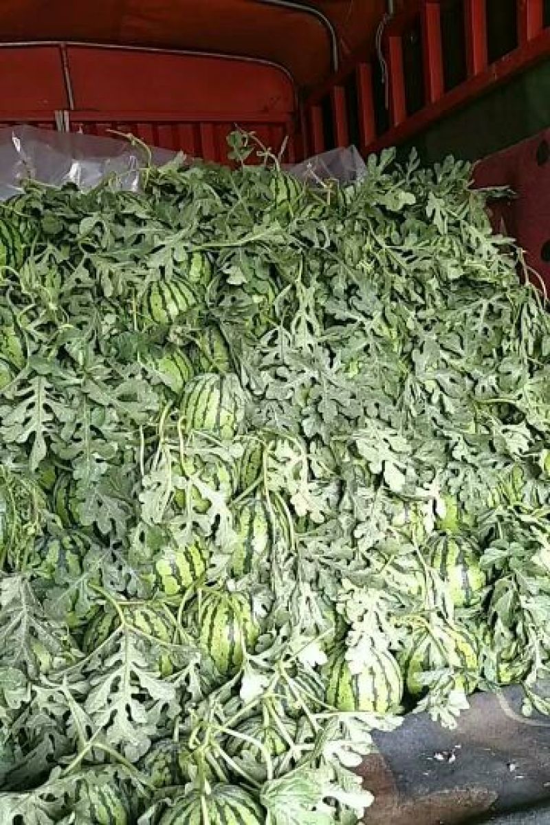 西瓜精品西瓜种植基地量大从优支持视频看货不熟包退
