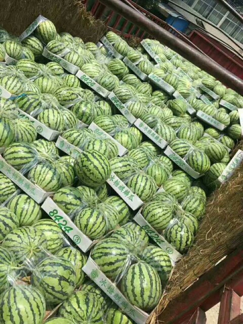 西瓜精品西瓜种植基地量大从优支持视频看货不熟包退