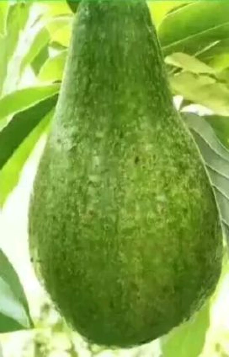 牛油果苗哈斯牛油果嫁接苗结果快