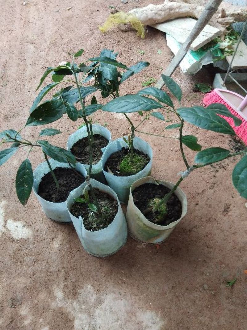 牛油果苗哈斯牛油果嫁接苗结果快