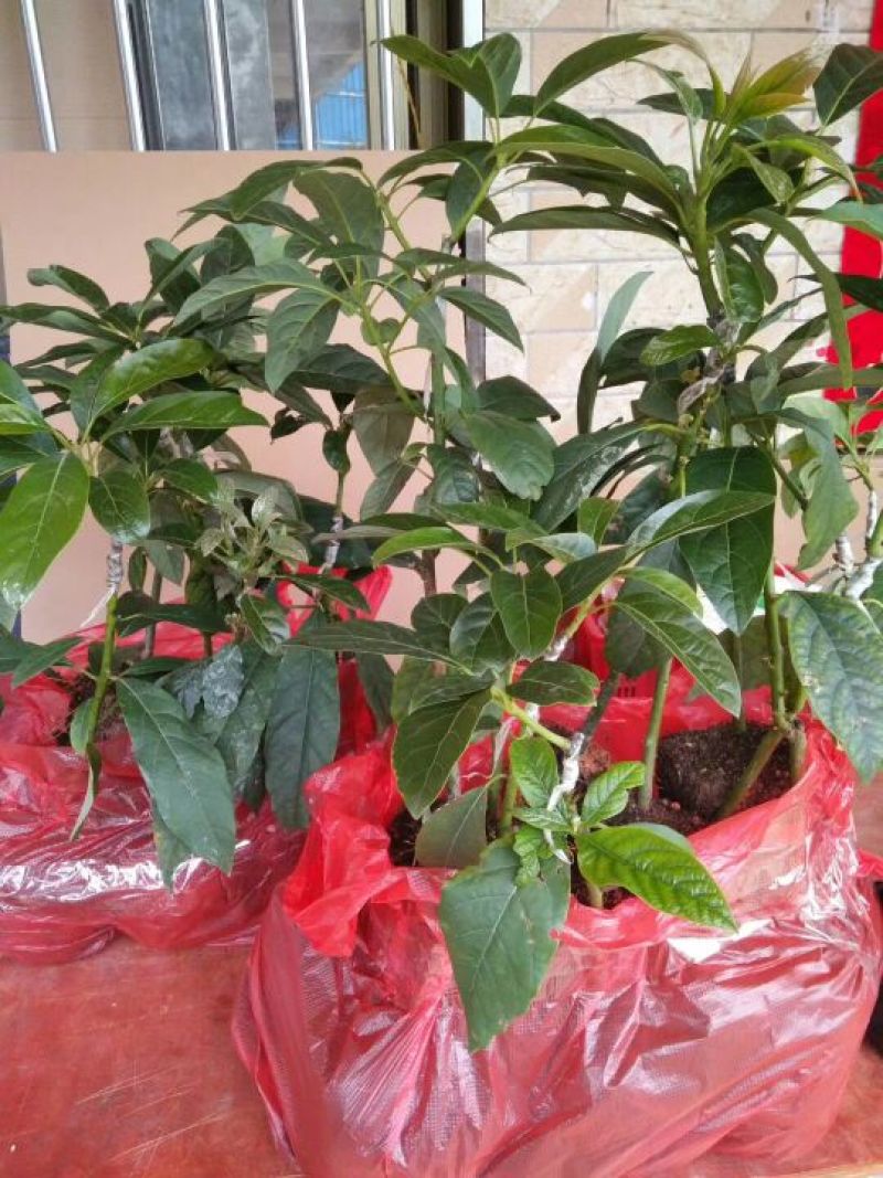牛油果苗哈斯牛油果嫁接苗结果快