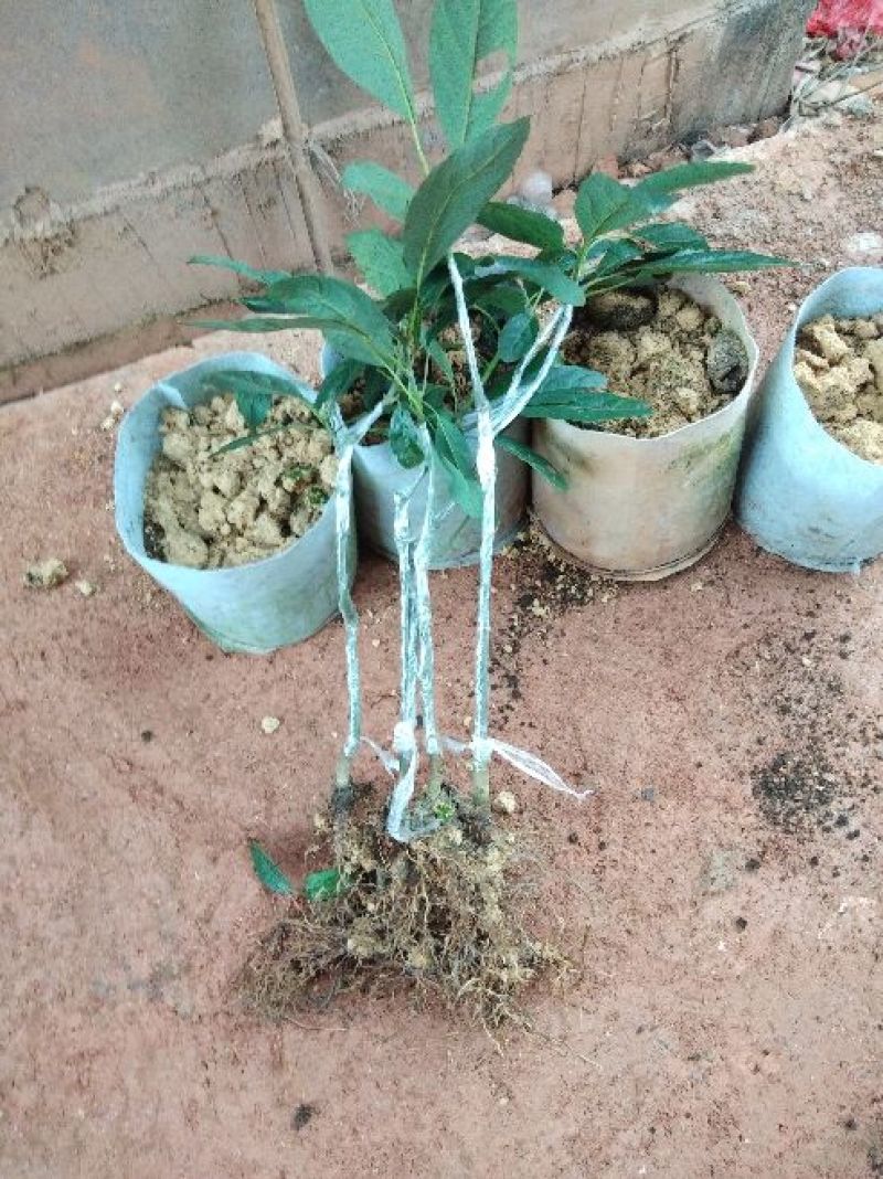 牛油果苗哈斯牛油果嫁接苗结果快