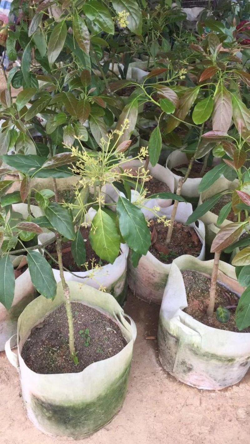 牛油果苗哈斯牛油果嫁接苗结果快