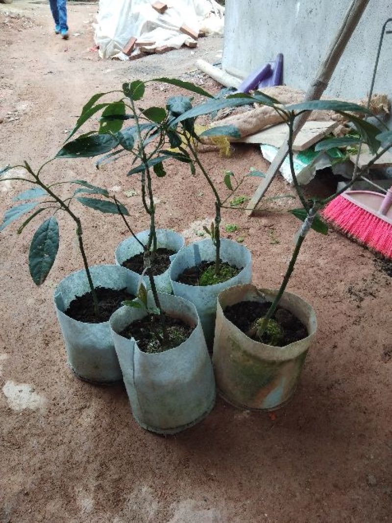 牛油果苗哈斯牛油果嫁接苗结果快