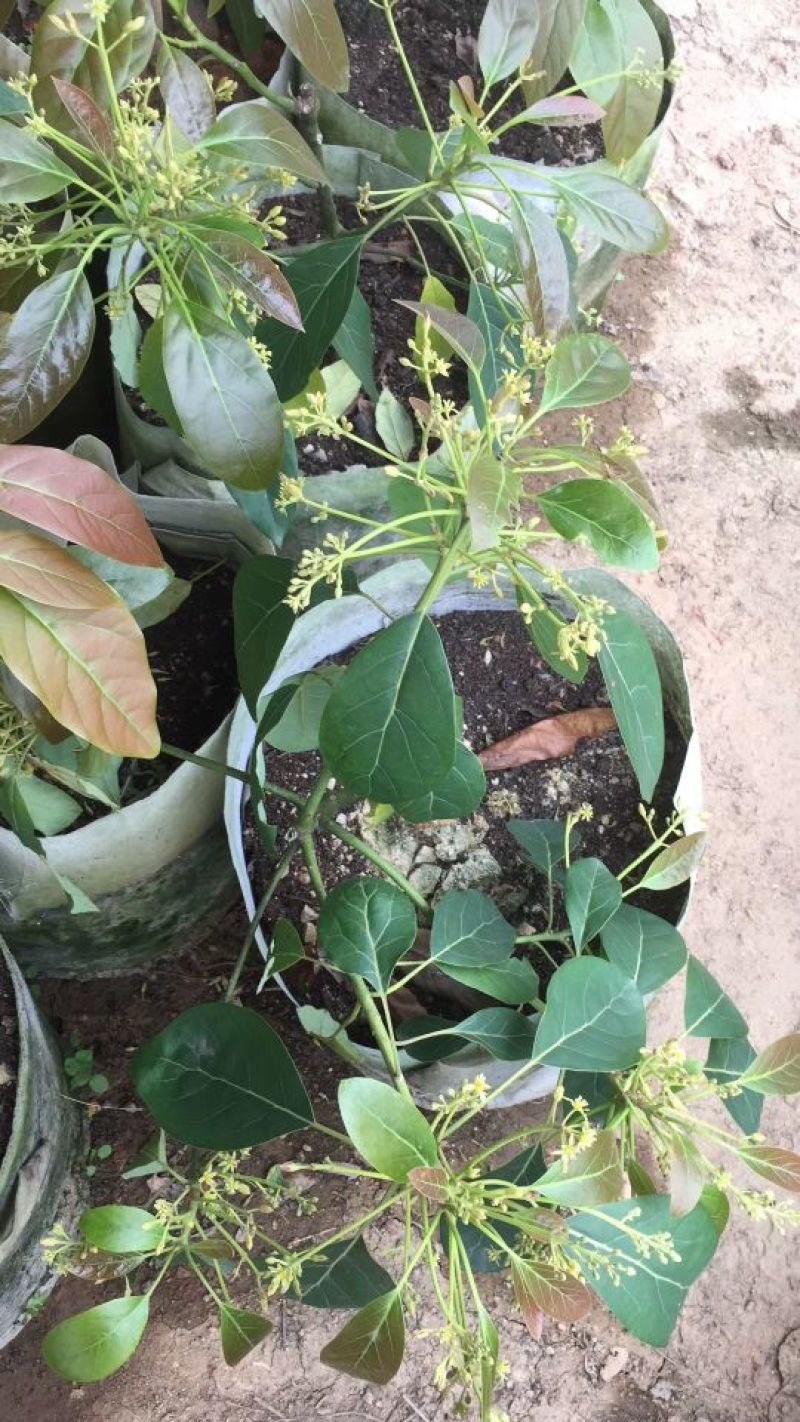 牛油果苗哈斯牛油果嫁接苗结果快