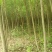 红叶李
