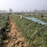 民权县2025年脱毒原种商薯苗19西瓜红薯苗产地直发一手