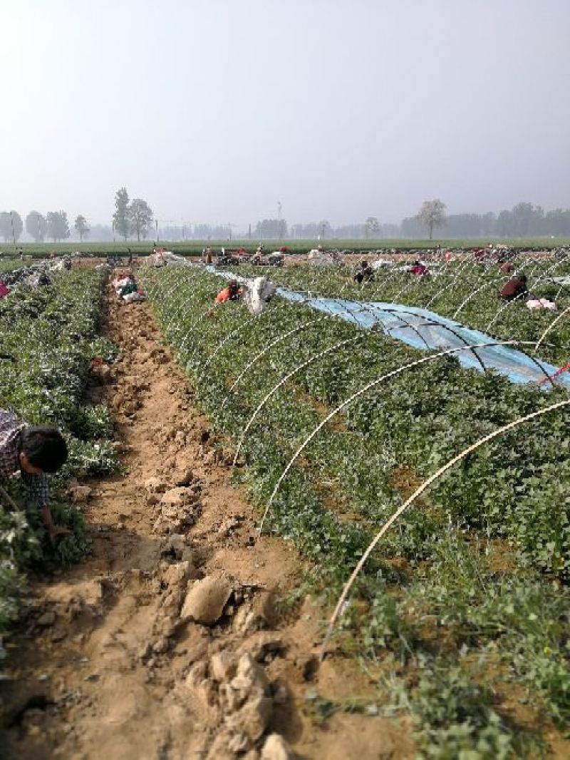 民权县2025年脱毒原种商薯苗19西瓜红薯苗产地直发一手