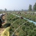 民权县2025年脱毒原种商薯苗19西瓜红薯苗产地直发一手