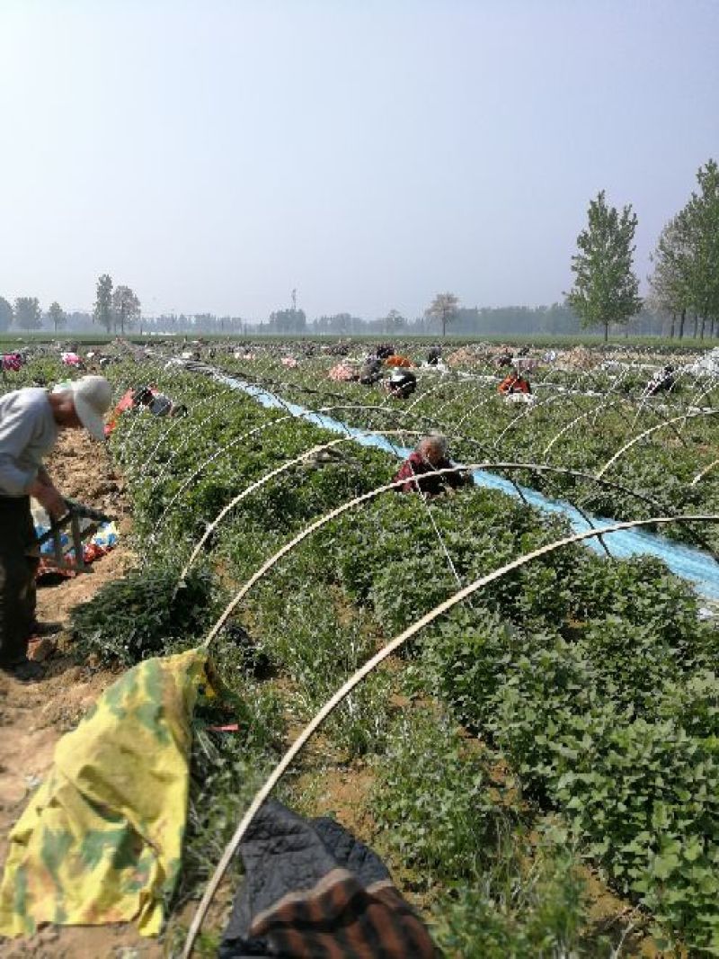 民权县2025年脱毒原种商薯苗19西瓜红薯苗产地直发一手