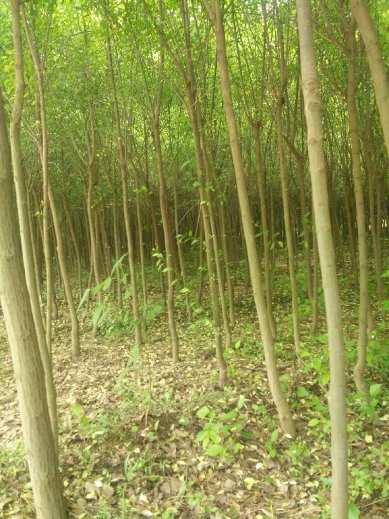 丝棉木