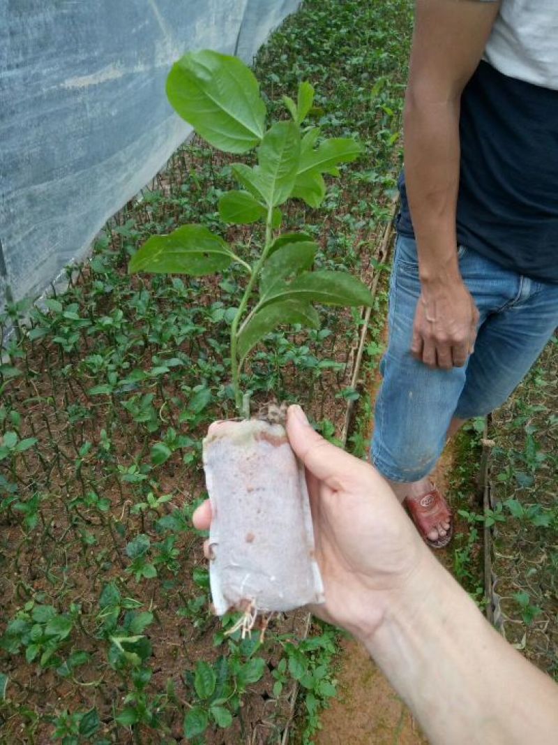 黄金百香果苗10~20cm
