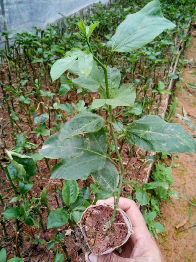 黄金百香果苗10~20cm