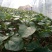 黄金百香果苗10~20cm