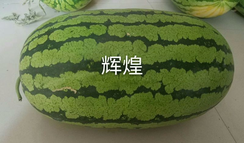 辉煌西瓜种子50克/桶基地专用品种全国包邮