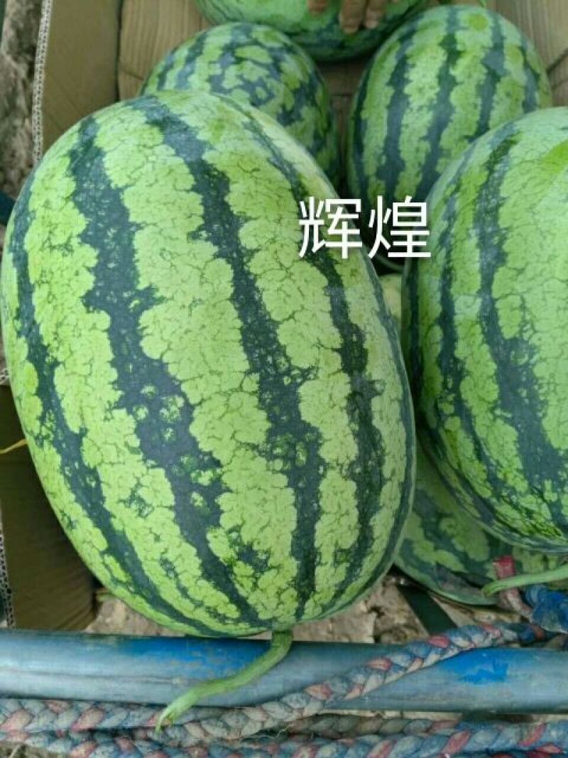 辉煌西瓜种子50克/桶基地专用品种全国包邮