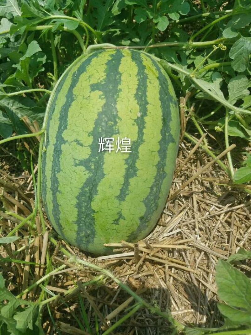 辉煌西瓜种子50克/桶基地专用品种全国包邮