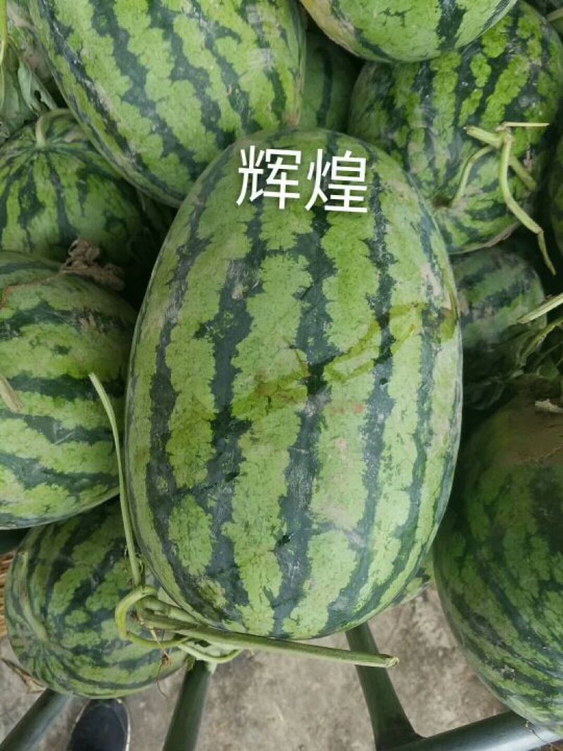 辉煌西瓜种子50克/桶基地专用品种全国包邮