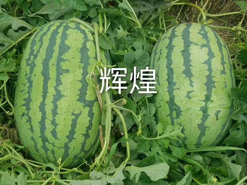 辉煌西瓜种子50克/桶基地专用品种全国包邮