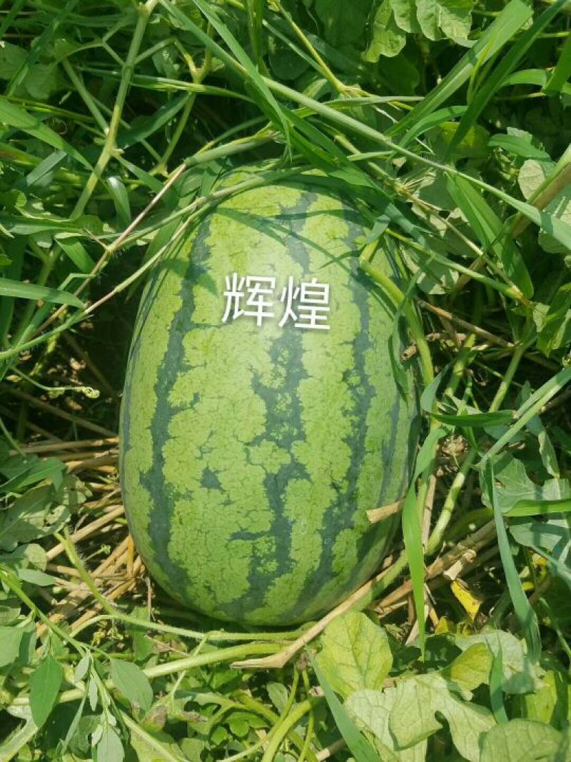 辉煌西瓜种子50克/桶基地专用品种全国包邮
