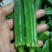 黄秋葵8~10cm