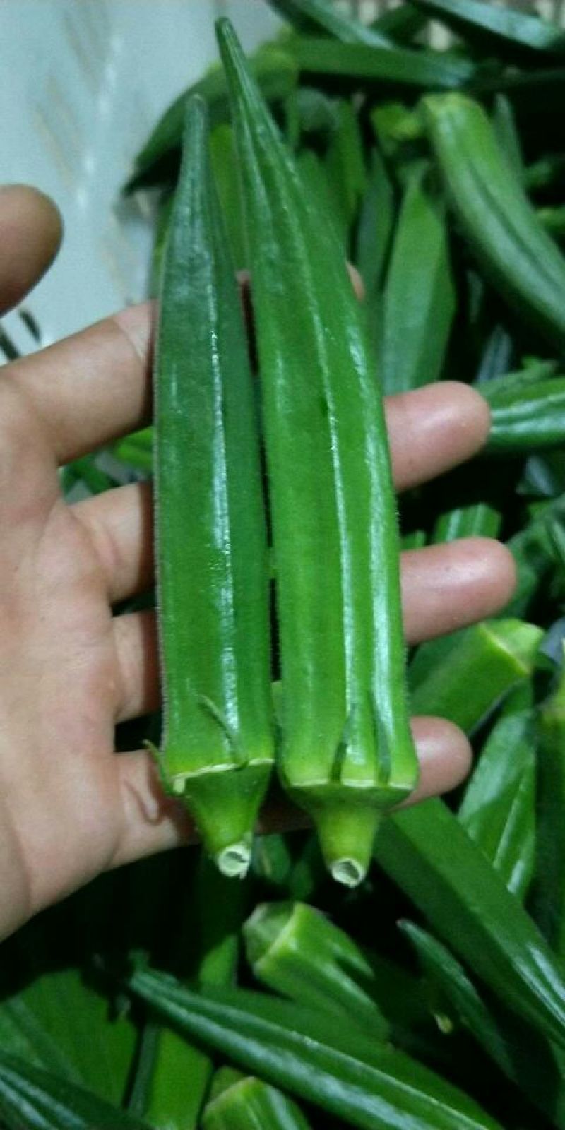 黄秋葵8~10cm