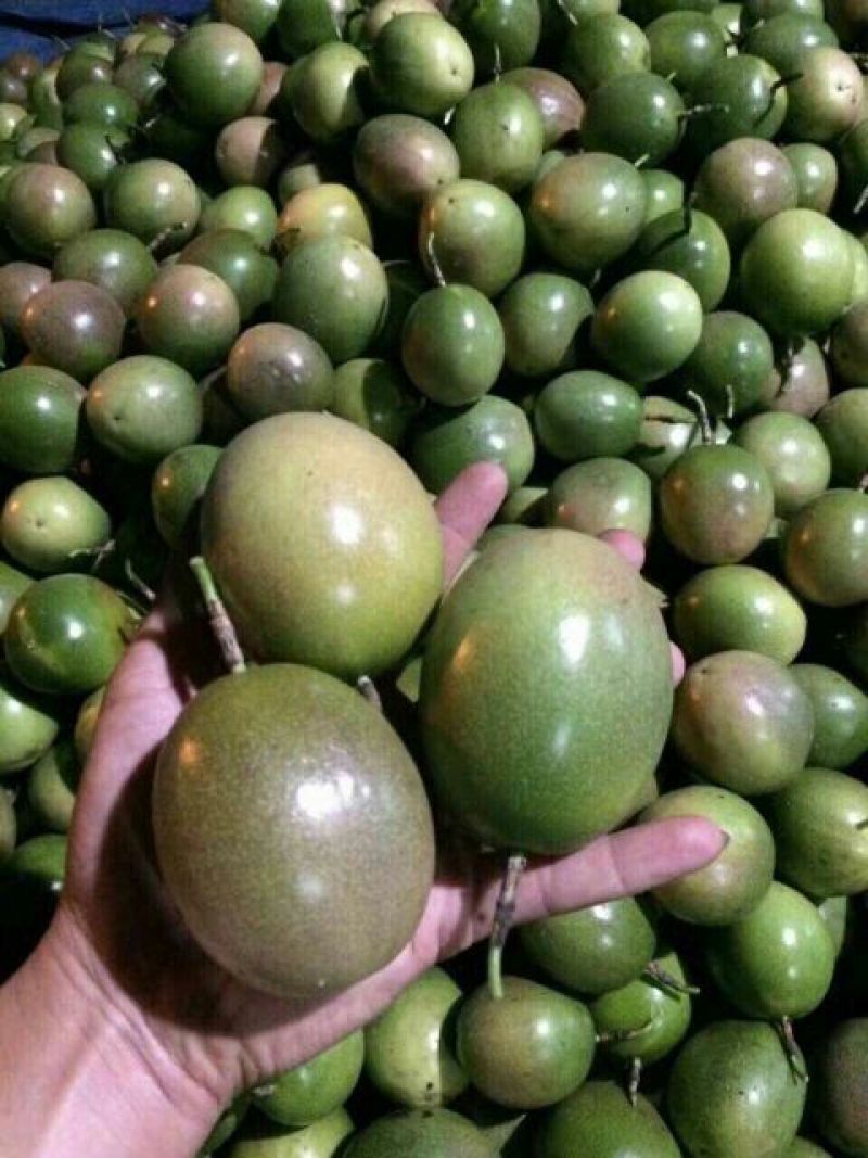 百香果黄果60~70g
