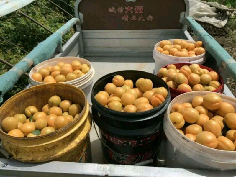 金太阳杏丰源红杏现货供应欢迎大家前来考察一下