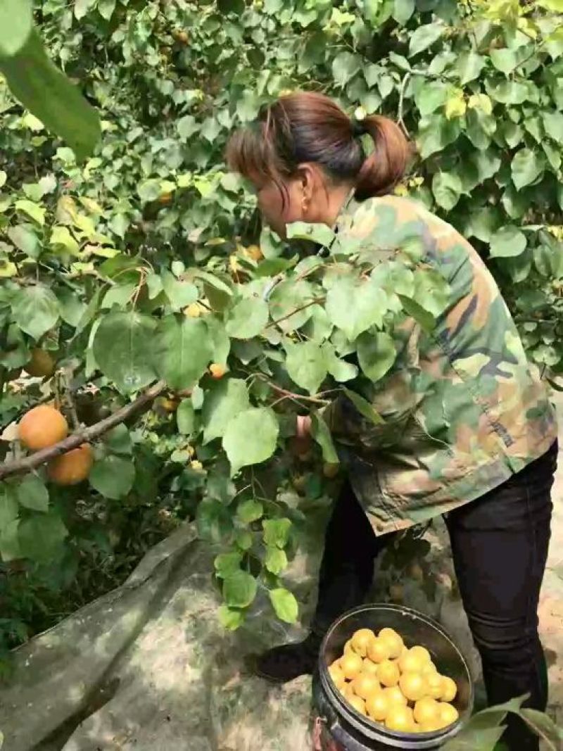 金太阳杏丰源红杏现货供应欢迎大家前来考察一下