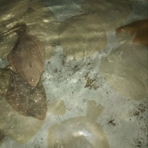 多宝鱼活鱼