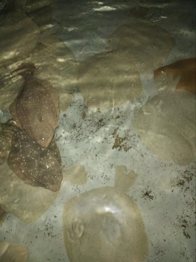 多宝鱼活鱼