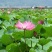 河鲤鱼7公两