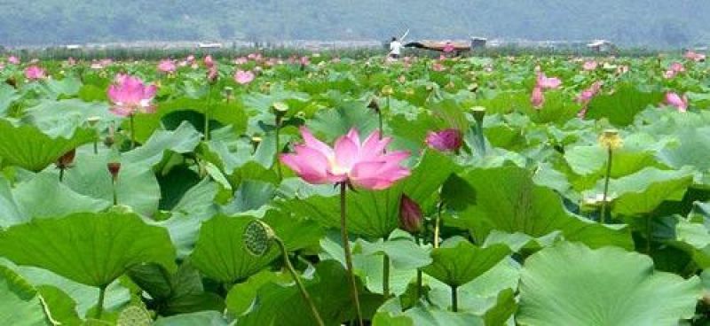 河鲤鱼7公两