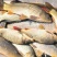 河鲤鱼7公两