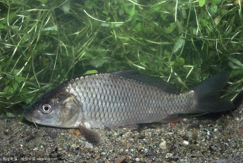 河鲤鱼7公两