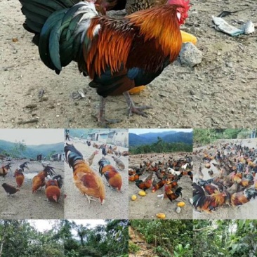 走地鸡散养土鸡2~3斤
