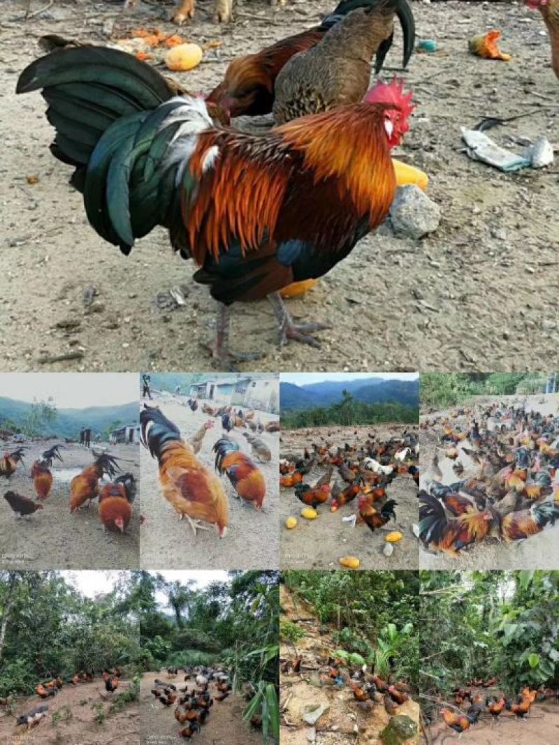 走地鸡散养土鸡2~3斤