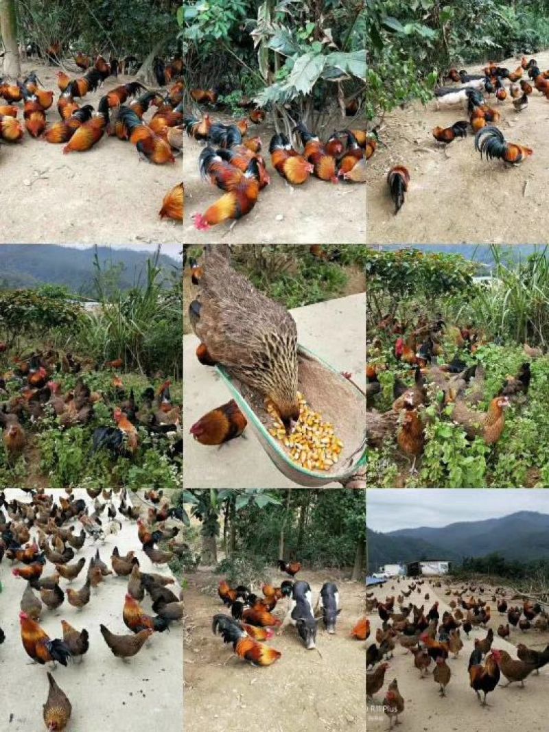 走地鸡散养土鸡2~3斤