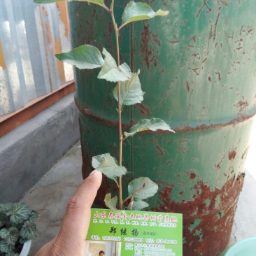 嫁接樱桃树苗的矮化砧木，吉塞拉砧木苗吉塞拉6号矮化砧木